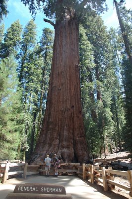 General Sherman in Close Distance