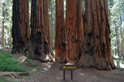 Giant Forest