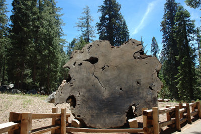 Cross Section of A Giant