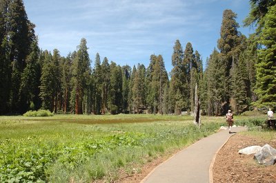 The Big Trees Trail