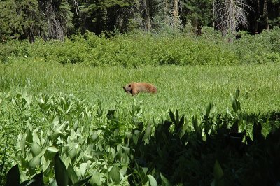 A Bear!