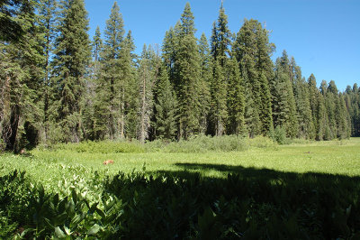 The sight of a bear makes our hike around Crescent Meadow double rewarding.