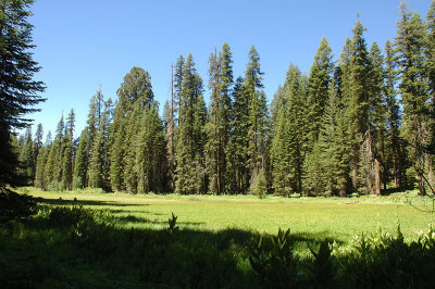 Beautiful Crescent Meadow