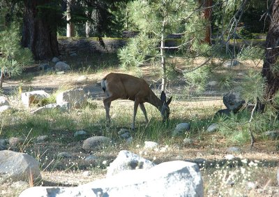 A Deer near Our Camp Ground