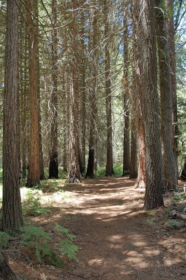 Trail in the Pine Woods