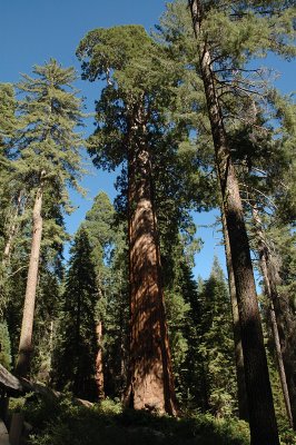 Along General Grant Trail