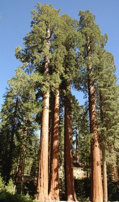 A Group of Giants