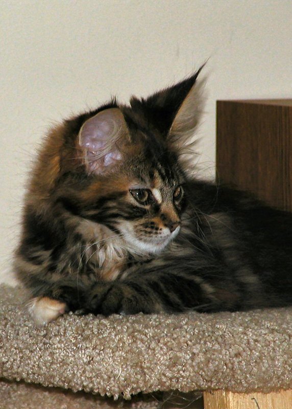Enya, owning the world, or at least one cat tree