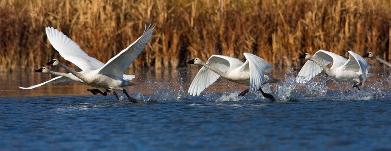 tundra swans 101407IMG_6258