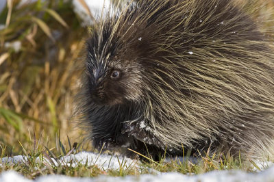 porcupine 101706_MG_0013