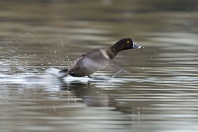 ring-necked duck 102406_MG_0370