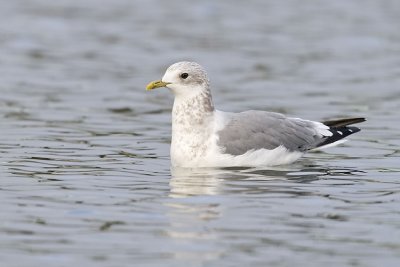 mew gull 102606_MG_0307