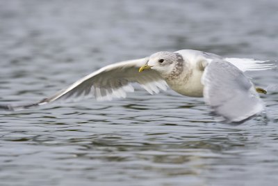 mew gull 102606_MG_0312
