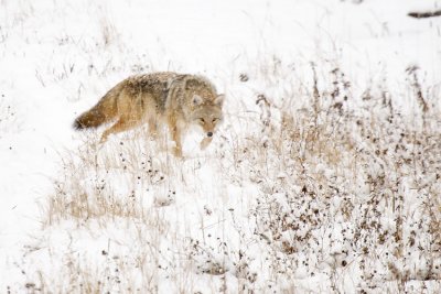 coyote 102806_MG_0081