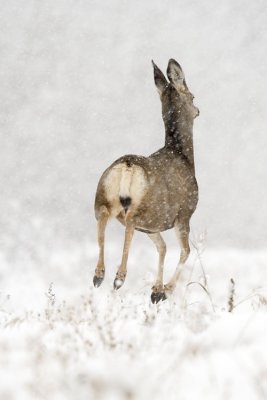 mule deer 102806_MG_0398