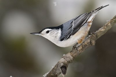 white-breasted nuthatch 102806_MG_0140