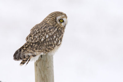 short-eared owl 110106_MG_0235