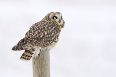 short-eared owl 110106_MG_0257