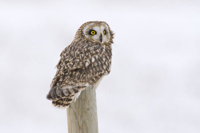 short-eared owl 110106_MG_0272