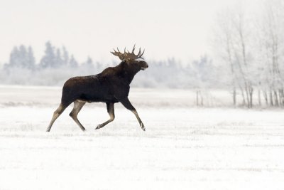 moose 111106_MG_0634