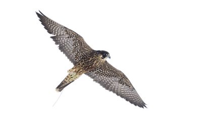 peregrine falcon (captive) 111206_MG_0037