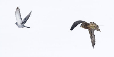 peregrine falcon (captive) 111206_MG_0047