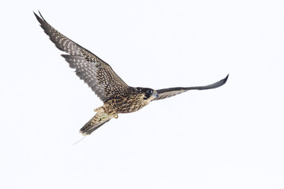 peregrine falcon (captive) 111206_MG_0078