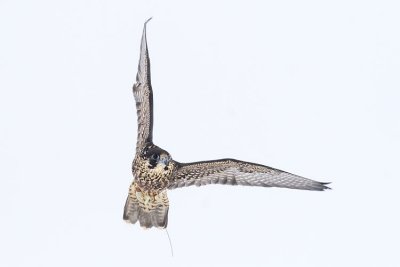 peregrine falcon (captive) 111206_MG_0104