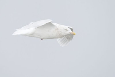glaucous gull 111306_MG_0354