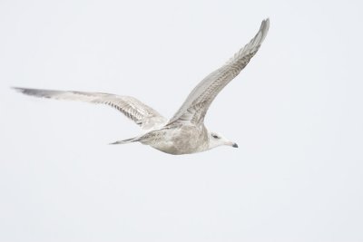 herring gull? 111306_MG_0328