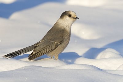 gray jay 112206_MG_0943