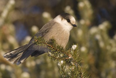 gray jay 112206_MG_0992