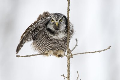 northern hawk owl 112506_MG_1398