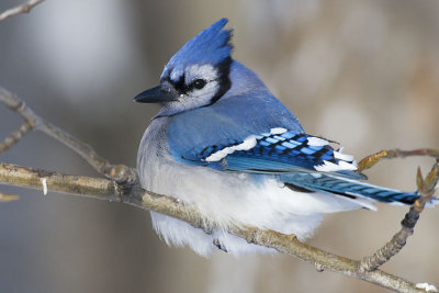 blue jay 112606_MG_0352