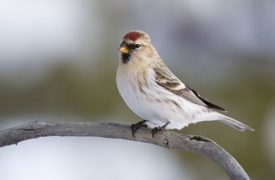 hoary redpoll 120806_MG_0510