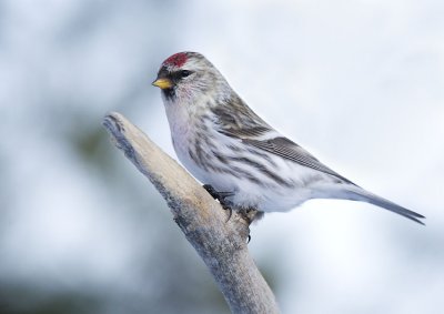 hoary ? redpoll 120806_MG_0667