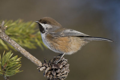 boreal chickadee 121006_MG_0975