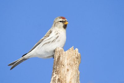 hoary redpoll 121006_MG_1083