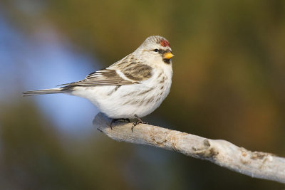 hoary redpoll 121006_MG_1184