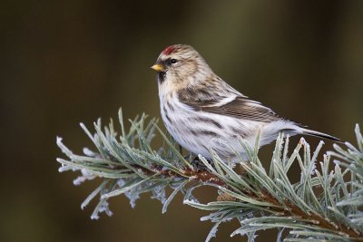 hoary redpoll 121106_MG_0122