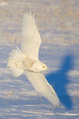 snowy owl 122506_MG_0448