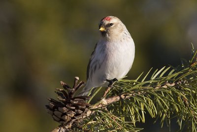 hoary redpoll 123106_MG_0614