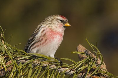 common redpoll 123106_MG_0606