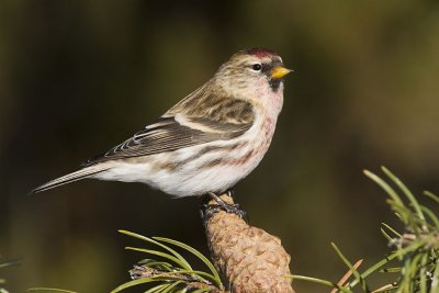 common redpoll 123106_MG_0509