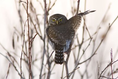 northern pygmy-owl 010607_MG_0670