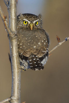 northern pygmy-owl 010607_MG_0912