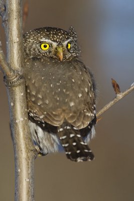 northern pygmy-owl 010607_MG_0961