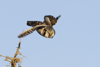 northern hawk owl 011307_MG_0913