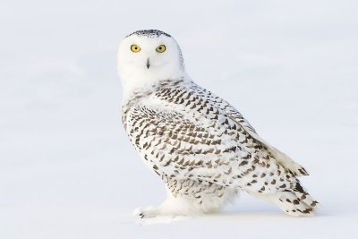 snowy owl 011607_MG_0006