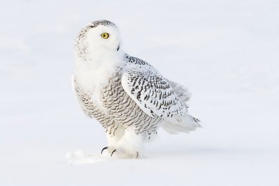 snowy owl 011607_MG_0014
